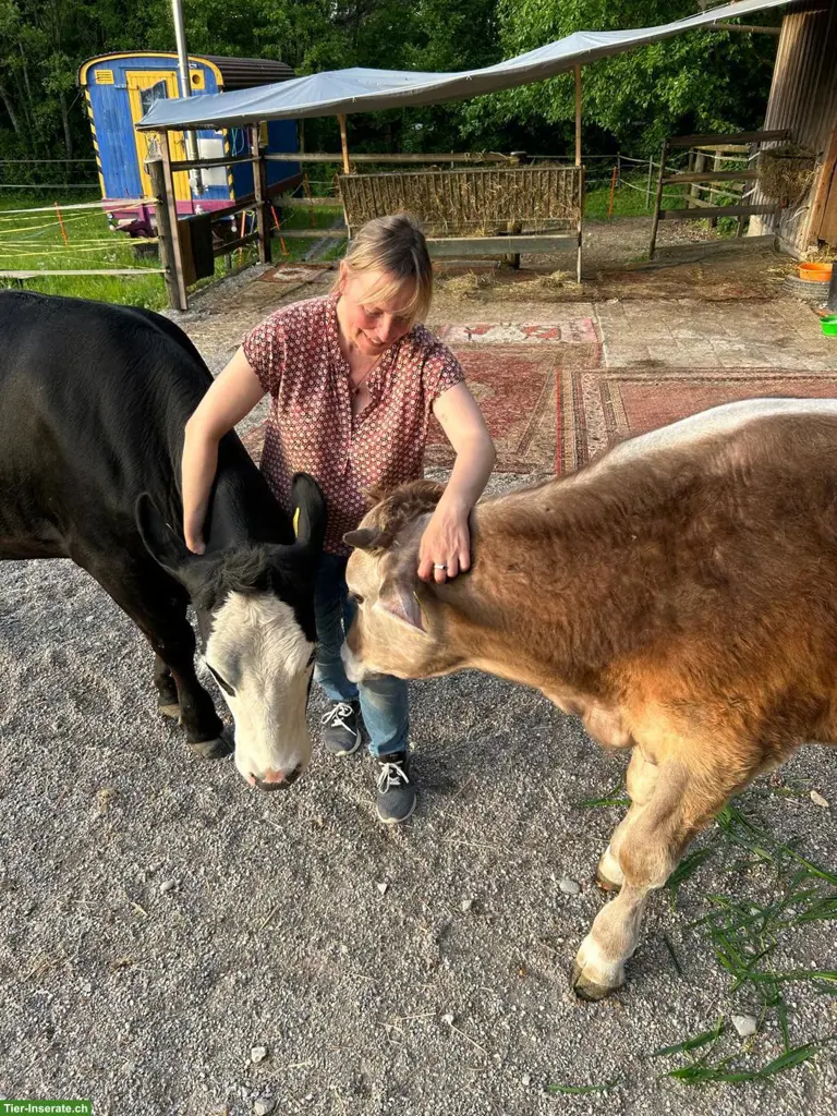 Ehrenamtliche Stallhilfe für kleinen Lebenshof gesucht (Region SO)