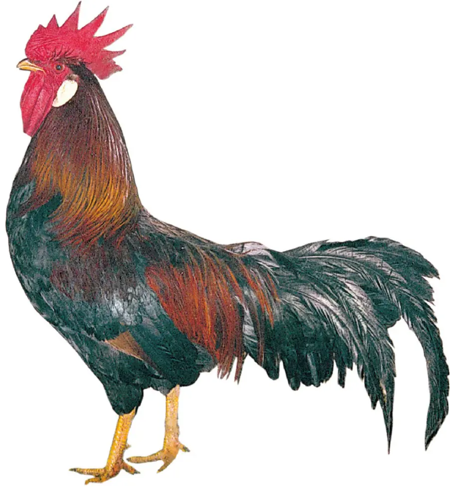 762fe655-f49c-4ab5-b7e0-a0fc17b4f5cd-D-300-cockerel.jpg