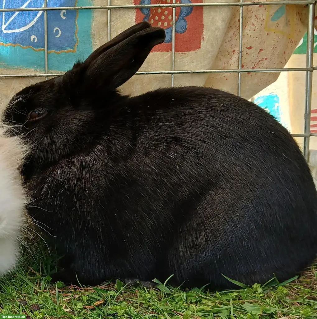 Weibliches Zwergkaninchen, ca. 3-jährig, schwarz