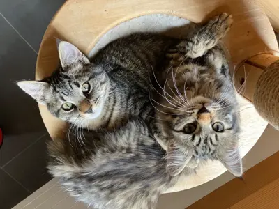 2 Tigerli zu verkaufen