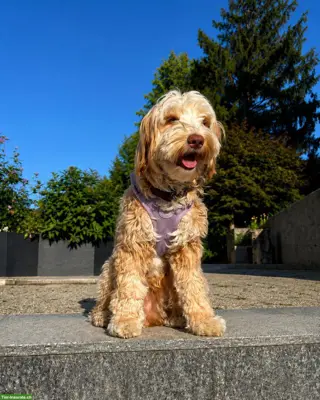 Home Guardian gesucht für Australian-Labradoodle-Hündin