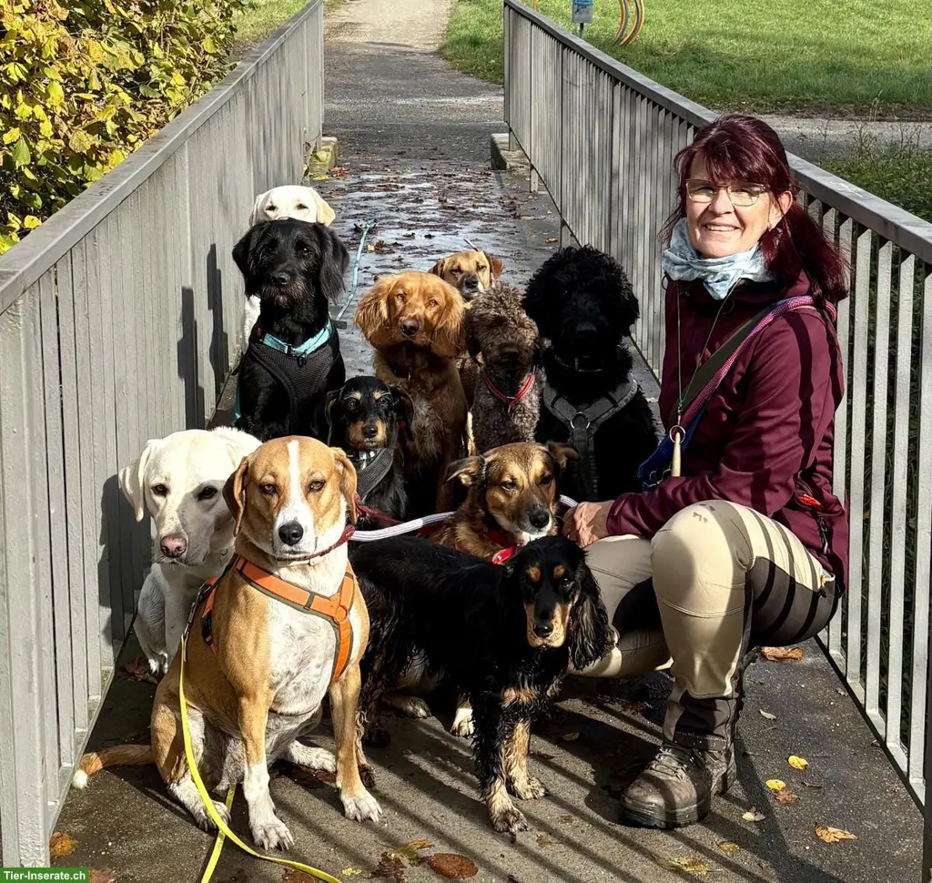 Biete Hundebetreuung Region Andelfingen, Diessenhofen, Ramsen, Buch/SH