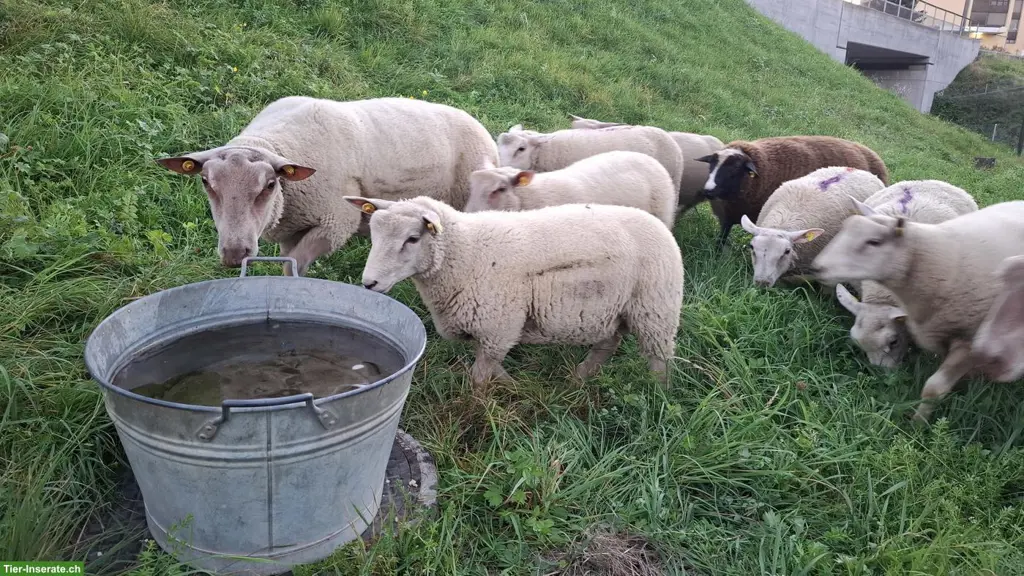 Charolais Widder & Berrichon Mix zu verkaufen