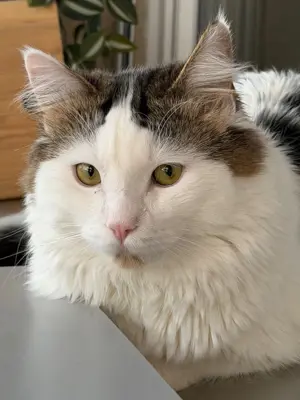 Maine Coon Mix Deckkater Leo