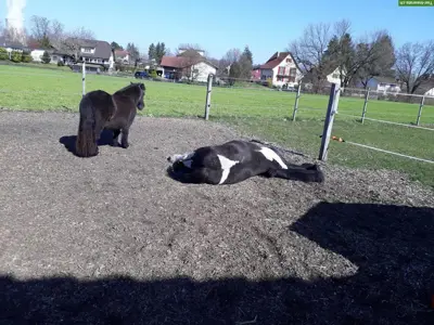 2 schöne Aussenboxen mit direktem Weidezugang in Dulliken zu vergeben!