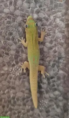 Junge Phelsuma laticauda zu verkaufen