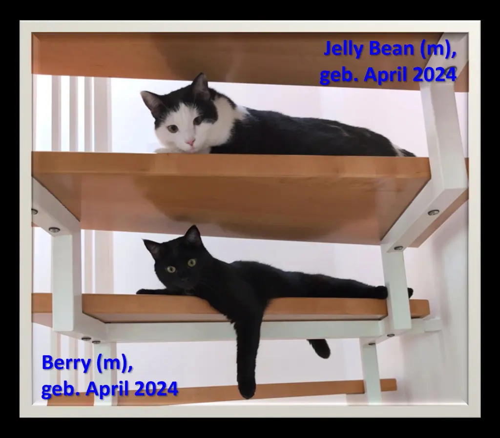 Katzen in Not suchen dringend ein neues Zuhause