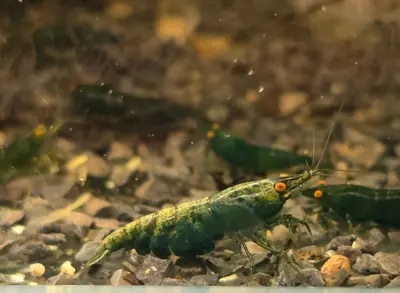 Neocaridina Zwerggarnelen in diverse Farben