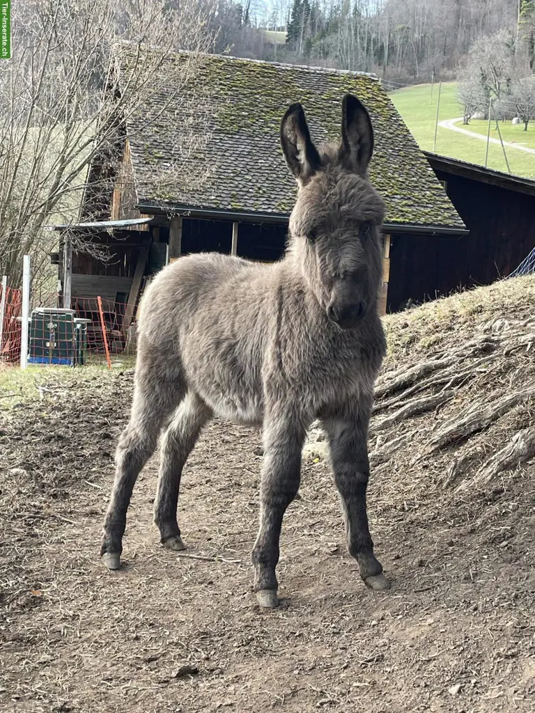 Junger Mini-Eselhengst Nino