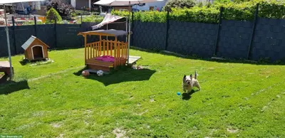 Hundepension, Ferienhund, Tageshund, Hundebetreuung, Hundeschule