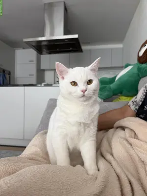 Deckkater Britisch Kurzhaar, weiss