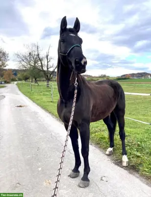 Schweizer Warmblut Wallach, Familien- und Freizeitpferd