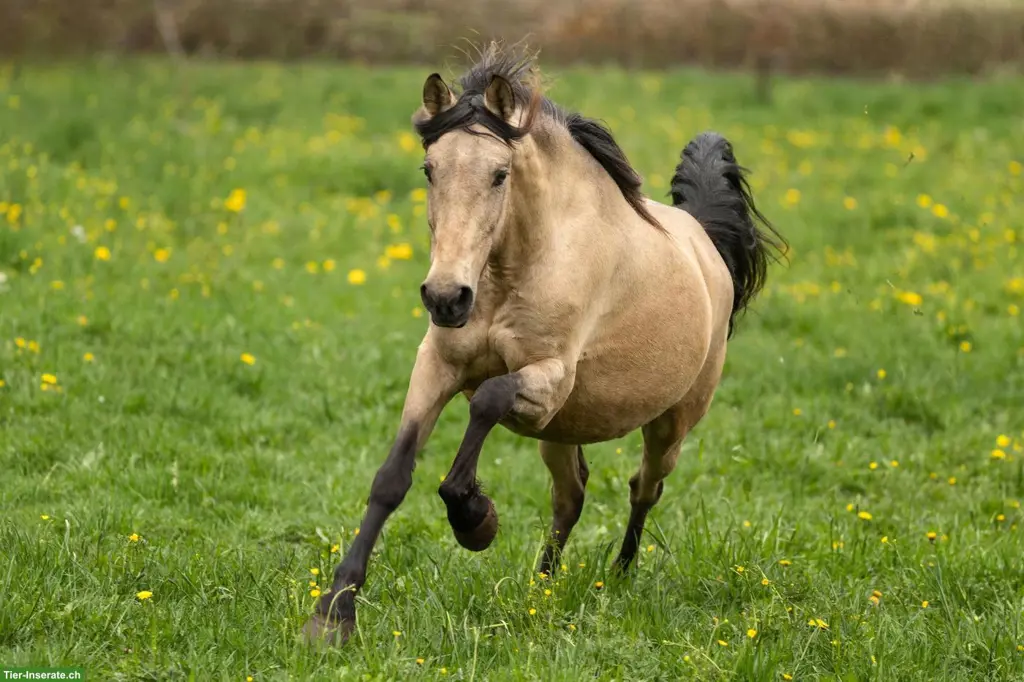PRE Buckskin Stute, super lieb, kopfklar, freundlich