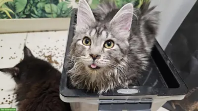 Maine Coon Kätzchen Xenia