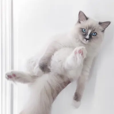 Simba möchte in eine neue Familie und ein neues Umfeld ziehen.