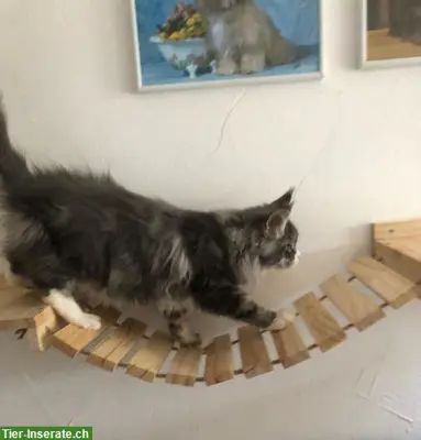 Maine Coon Kitten mit Stammbaum von der Drover Heide