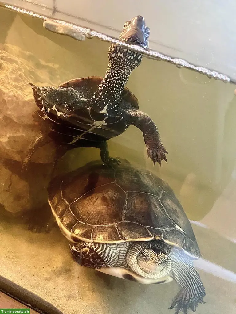 Chinesische Dreikielschildkröte & Streifenschildkröte