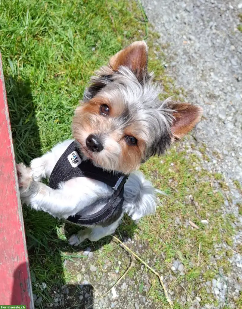 Deckrüde Biewer Yorkshire Terrier, reinrassig ohne Farbfehler