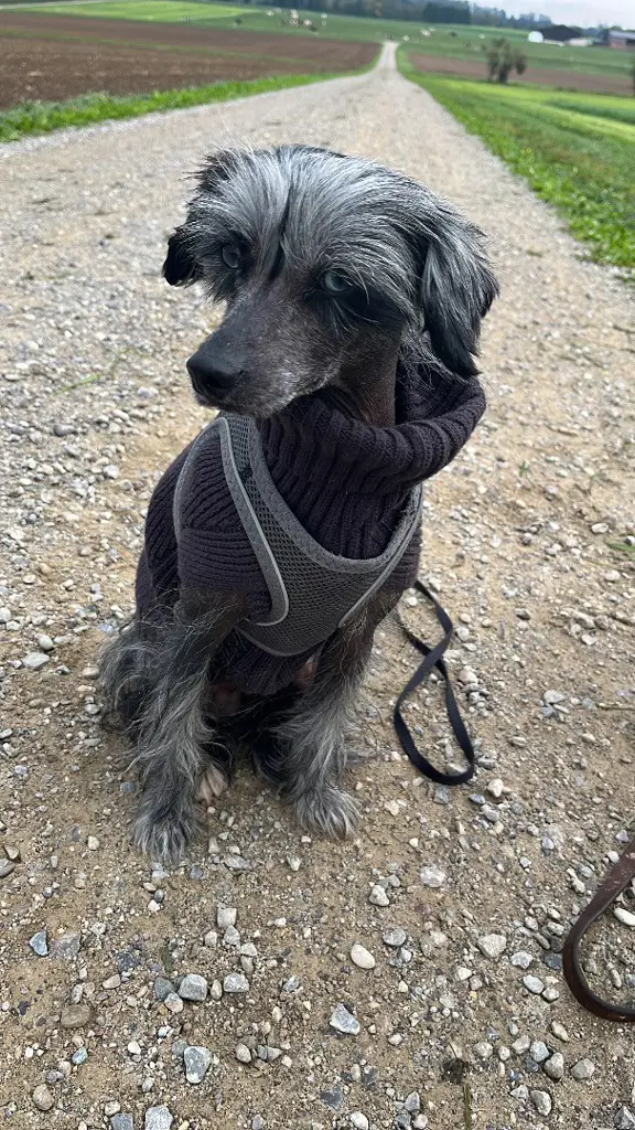 Chinese Crested Schatz sucht sein Lebensplatz