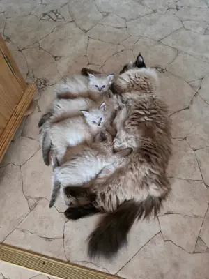 Süsse , blauäugige Ragdoll × Neva Masquarade Kitte