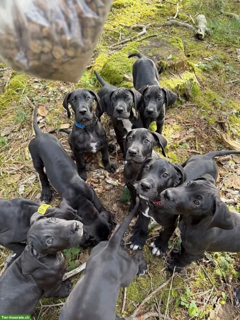 Deutsche Doggen Welpen suchen noch ein Traumplatz