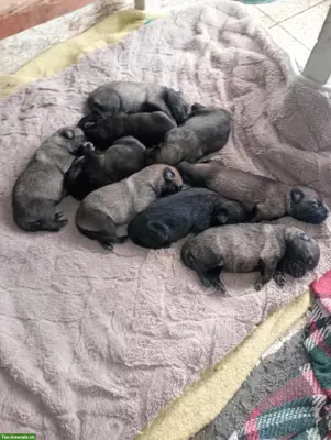 Belgischer Schäferhund, Malinois Tervueren, Welpe