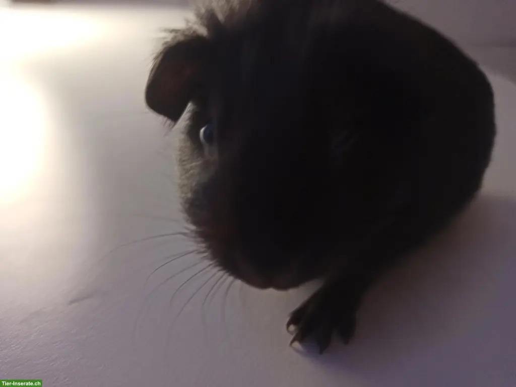 Junges Meerschweinchen Weibchen, nicht kastriert
