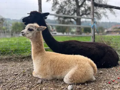 Alpaka  Huacaya Stute mit Cria zu verkauf