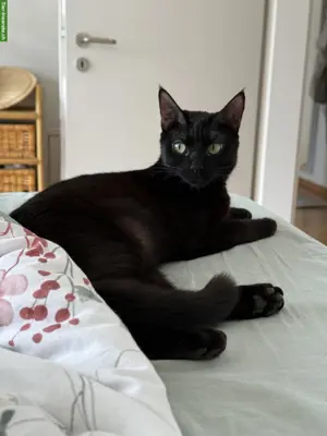 2 verschmuste schwarze Katzen suchen ein Zuhause