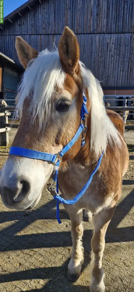 Western Reitbeteiligung auf Haflinger Wallach