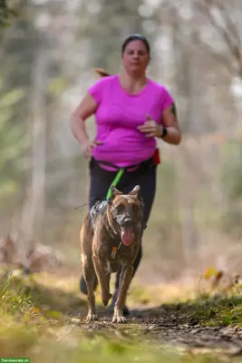 Canicross & Canitrail, Laufen und Zughundesport mit Hund