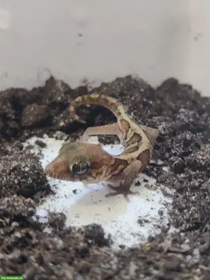 Geckos, Echsen & Schildkröten aus eigener Nachzucht