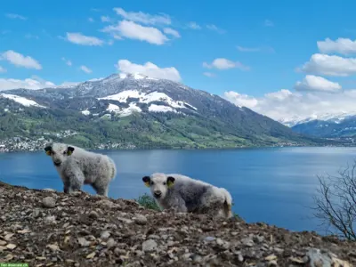 Yak Jungtiere und Zuchttiere zu verkaufen