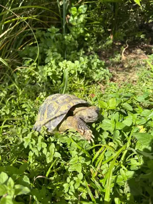 Griechische Landschildkröte, 16 jährig