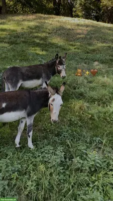 2 zahme Esel Hengste suchen liebes Zuhause