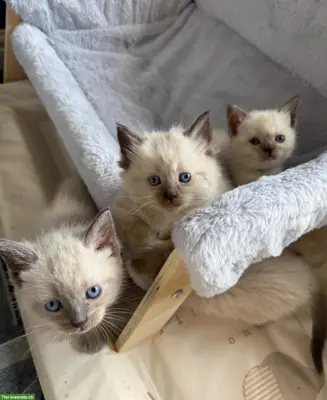 Wunderschöne Ragdoll-Kätzli