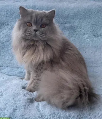 BLH Deckkater mit Stammbaum