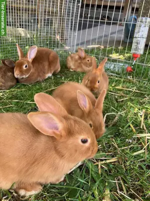 Kaninchen zu verkaufen